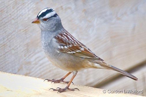 White-crowned Sparrow_53414.jpg - White-crowned Sparrow (Zonotrichia leucophrys) photographed near Carleton Place, Ontario, Canada.